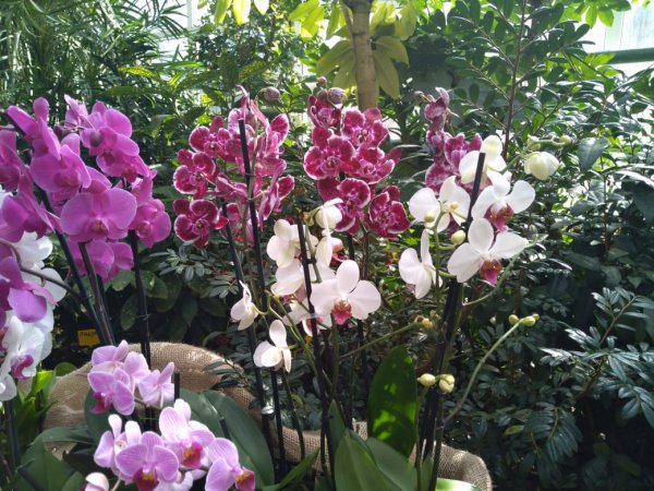 Выставка орхидей в Ботаническом саду