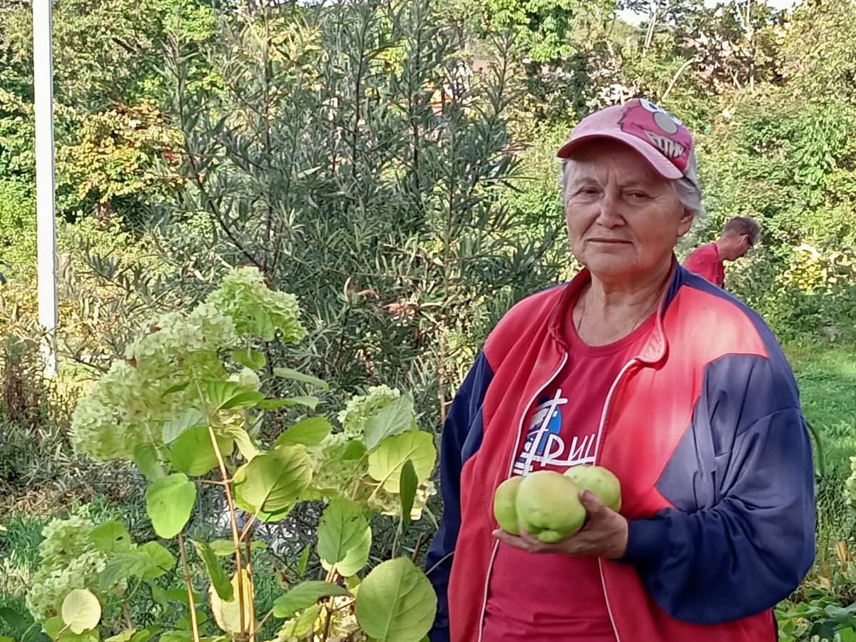 Яблоки поспели… | Статьи журнала 