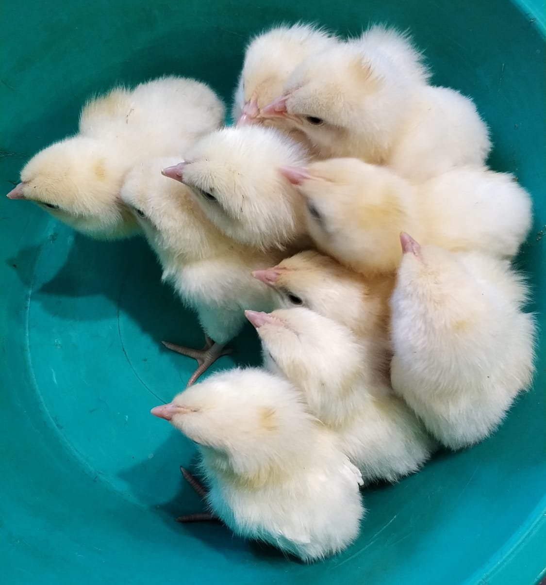 Как лечить понос у курицы: причины, симптомы и методы лечения пернатых