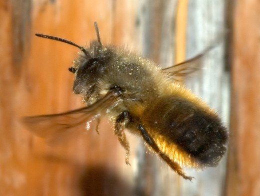 ИНСТРУКЦИЯ по профилактике отравления пчел пестицидами