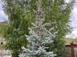 88 м² на участке 30 сот. - Максима Горького. село Курумоч - фото 24