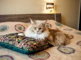 Рыжий кот, Шатер - Градовская. г. Самара - фото 13