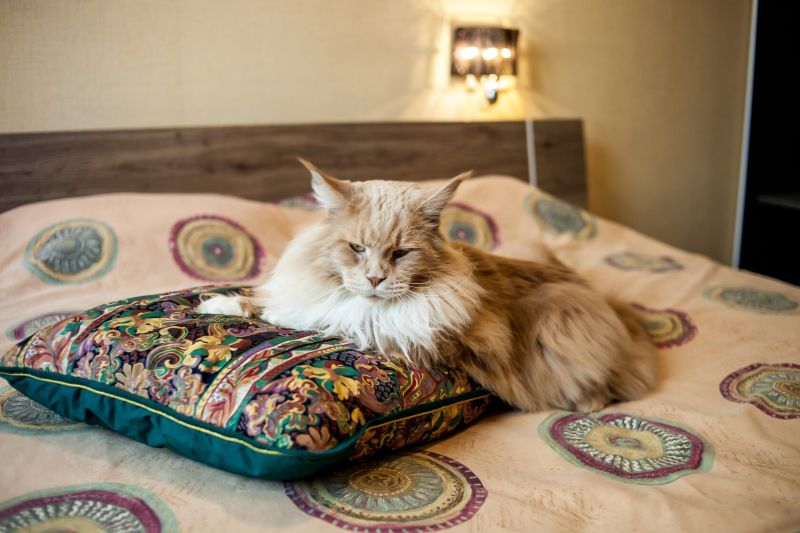 г. Самара. Рыжий кот шатер большой, Градовская, д.69А - фото 22