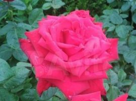 Дом 140 м² на участке 7 сот. - 9-я просека Санаторий имени Чкалова. Соль-Илецк - фото 8