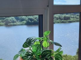 1-к кв. Новгородская область, Великий Новгород наб. Колмовская, 71 (27.0 м²) - . Великий Новгород - фото 13