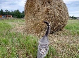 Дом 30 м² на участке 5 сот. - . Волосово - фото 3
