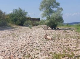Дом 54 м² на участке 6 га - Угловая. Старая Русса - фото 8