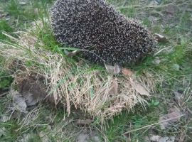 Дом 24 м² на участке 50 сот. - . Дмитровск - фото 13