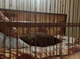 Дом в Нижегородская область, Нижний Новгород д. Сартаково, Родник СТ, Массив-1 тер., 79 (110 м²) - . Нижний Новгород - фото 30