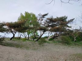 Дом в Калининградская область, Балтийск Школьная ул., 16Б (18 м²) - школьная. Балтийск - фото 12