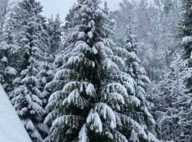 Дом в Ленинградская область, Всеволожск ул. Рубцова, 23Н (60 м²) - . Всеволожск - фото 20