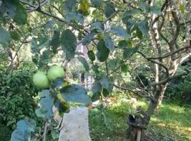 Дом в Краснодарский край, Сочи Рассвет садовое товарищество, 6 (26 м²) - . Сочи - фото 12