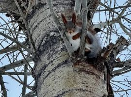 Дом в Ульяновская область, Ульяновск Нагорная ул., 21А (57 м²) - Нагорная. Ульяновск - фото 31