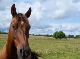 Дом в Псковская область, Печоры Сосновый Бор садовое дачное товарищество, 2 (39 м²) - . Печоры - фото 20