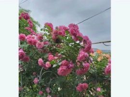Дом в Ставропольский край, Кисловодск ул. Чехова, 86А (41 м²) - Чехова. Кисловодск - фото 4
