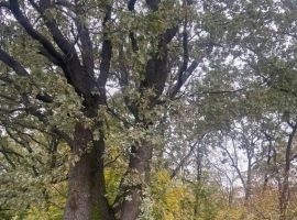 Дом в Воронежская область, Воронеж ул. Степана Солодовникова, 238 (60 м²) - . Воронеж - фото 8