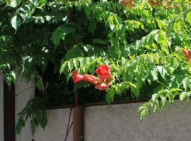 Дом в Краснодарский край, Ейск Краснофлотская ул., 97 (45 м²) - Краснофлотская. Ейск - фото 21