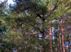 Дом в Калининградская область, Балтийск Гвардейский бул., 8А (35 м²) - . Балтийск - фото 0