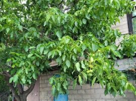 Дом в Волгоградская область, Волгоград пер. Академика Палладина, 2 (32 м²) - . Волгоград - фото 9