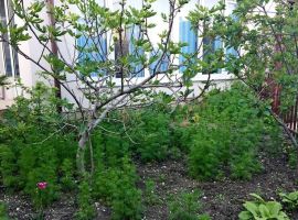 Дом в Краснодарский край, Геленджик ул. Горького, 63 (55 м²) - Максима Горького. Геленджик - фото 29