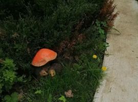 Дом в Калужская область, Таруса Дачная ул., 13 (48 м²) - Садово-Дачная. Таруса - фото 14