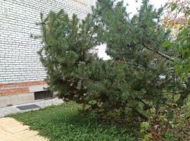 Дом в Ленинградская область, Гатчина Корпиковское ш., 35/1 (40 м²) - . Гатчина - фото 8