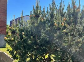 Дом в Калининградская область, Зеленоградск Волна садоводческое товарищество, ул. Центральная (100 м²) - Центральная (19 км Московского шоссе тер. Зеленоградск - фото 20