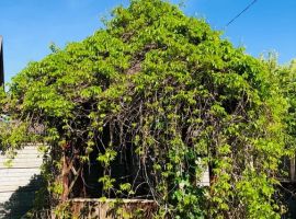 Дом в Калининградская область, Зеленоградск Волна садоводческое товарищество, ул. Центральная (100 м²) - Центральная (19 км Московского шоссе тер. Зеленоградск - фото 21