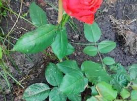 Дом в Калининградская область, Гурьевск Степной пер., 2Е (212 м²) - 3-я линия (ДНТ Степной садовод тер.). Гурьевск - фото 25