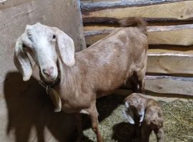 Дом в Свердловская область, Каменский муниципальный округ, д. Соколова ул. Ленина, 7А (60 м²) - Ленина. д. Соколова - фото 30