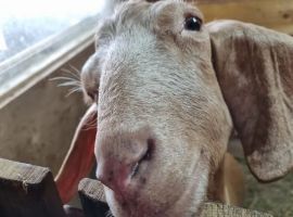 Дом в Свердловская область, Каменский муниципальный округ, д. Соколова ул. Ленина, 7А (60 м²) - Ленина. д. Соколова - фото 31