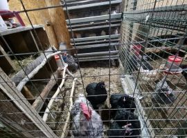 Дом в Свердловская область, Каменский муниципальный округ, д. Соколова ул. Ленина, 7А (60 м²) - Ленина. д. Соколова - фото 33
