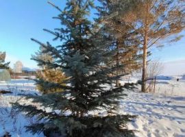 Дом в Свердловская область, Каменский муниципальный округ, д. Соколова ул. Ленина, 7А (60 м²) - Ленина. д. Соколова - фото 43