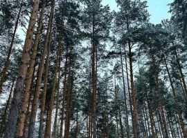 Дом в Пензенская область, Пензенский район, Золотаревка муниципальное образование, Золотаревка рп ул. Лесная, 69 (100 м²) - Подлесная.  - фото 6