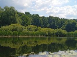 Дом в Липецкая область, Хлевенский район, с. Синдякино ул. Каштановая, 8А (500 м²) - Каштановая.  - фото 29