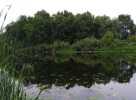Дом в Липецкая область, Хлевенский район, с. Синдякино ул. Каштановая, 8А (500 м²) - Каштановая.  - фото 33