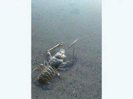 Дом в Ленинградская область, Приозерский район, Ларионовское с/пос, пос. Ларионово ул. Озерная, 38 (98 м²) - Озерная (18 км Московского шоссе тер.).  - фото 24