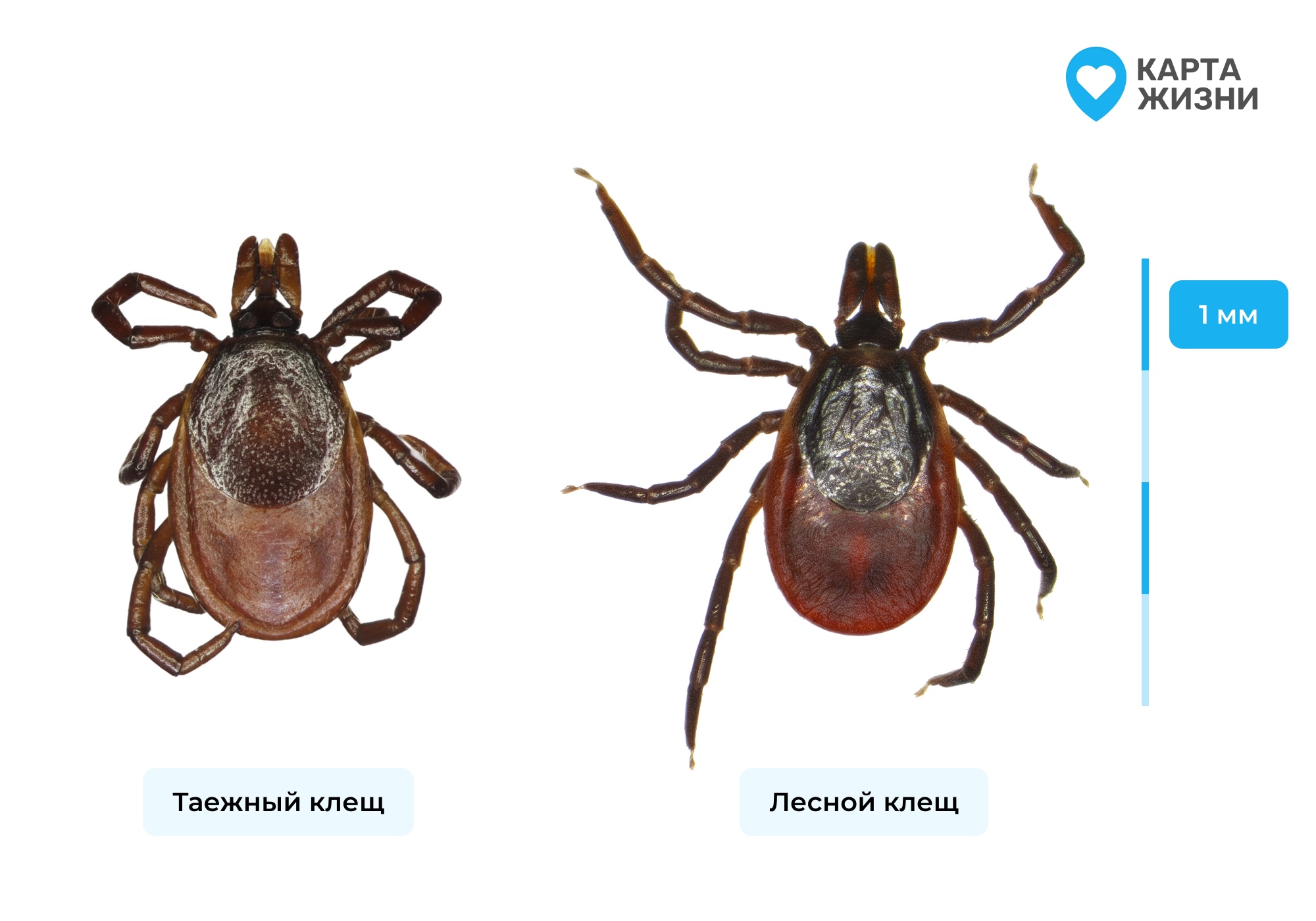 Как выглядят клещи