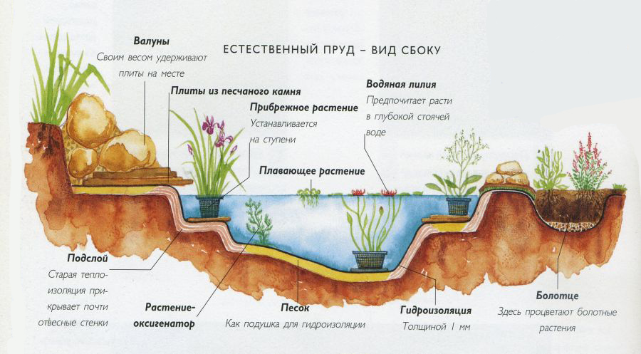 Схема расположения растений в пруду. Фото
