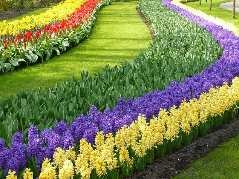 Keukenhof Gardens».jpg