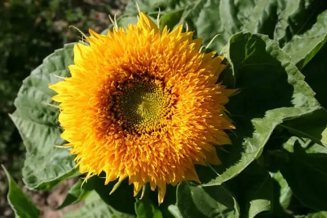 Именно пушистые густомахровые цветки подсолнухов «Тедди Беар» (Helianthus ‘Teddy Bear’) дали этому сорту такое очаровательное название