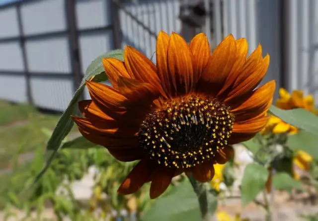 Подсолнечник «Ред Сан» (Helianthus ‘Red Sun’) прекрасно подходит для заднего плана цветников и станет оригинальным срезочным цветком для букетов