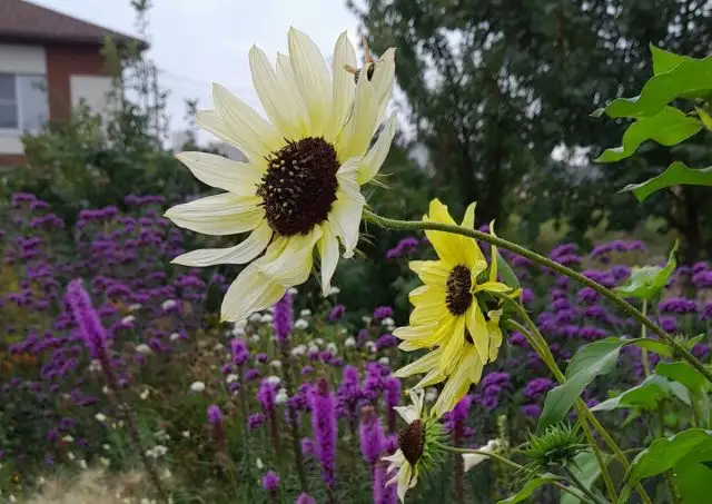 Цветки подсолнечника «Ванилла Айс» (Helianthus debilis ‘Vanilla ice’) имеют очень нежный светло-желтый цвет