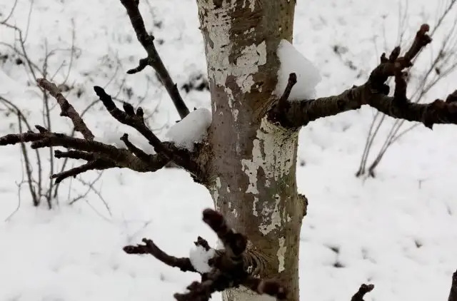 Плодоношение на стволе колоновидной яблони