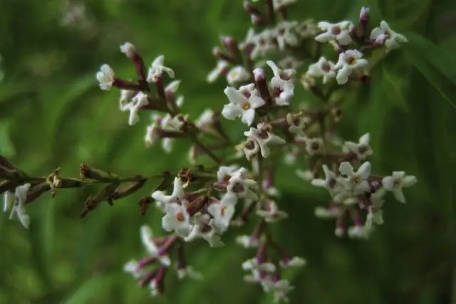 Лимонная вербена (Aloysia triphylla) обладает самым теплым золотисто-лимонным ароматом