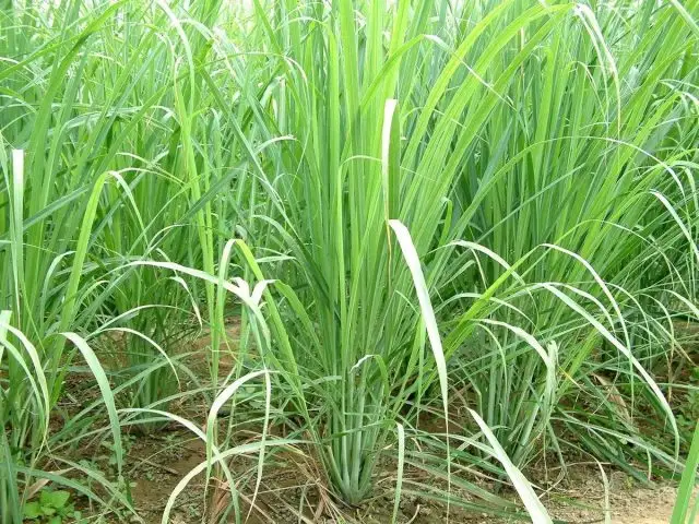 Лемонграсс (Cymbopogon citratus) заваривают в ароматный полезный чай