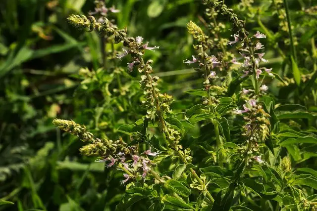 Лимонный базилик (Ocimum americanum) обладает заметным благородным лимонным вкусом