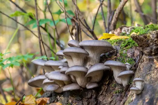 Устричная вёшенка (Pleurotus ostreatus)