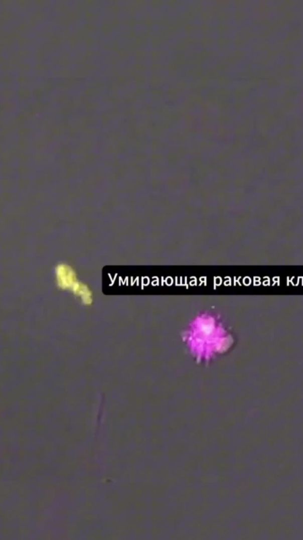 Стрептококк против опухолей  метастаз  онкологии