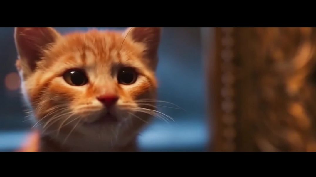 ⁣ПЭТСменю - Котёнок- Лев